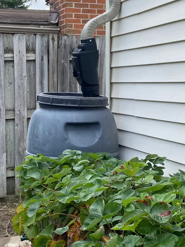 Gray rain barrel beside a vinyl-sided house, fed by a tan downspout through a black filter box